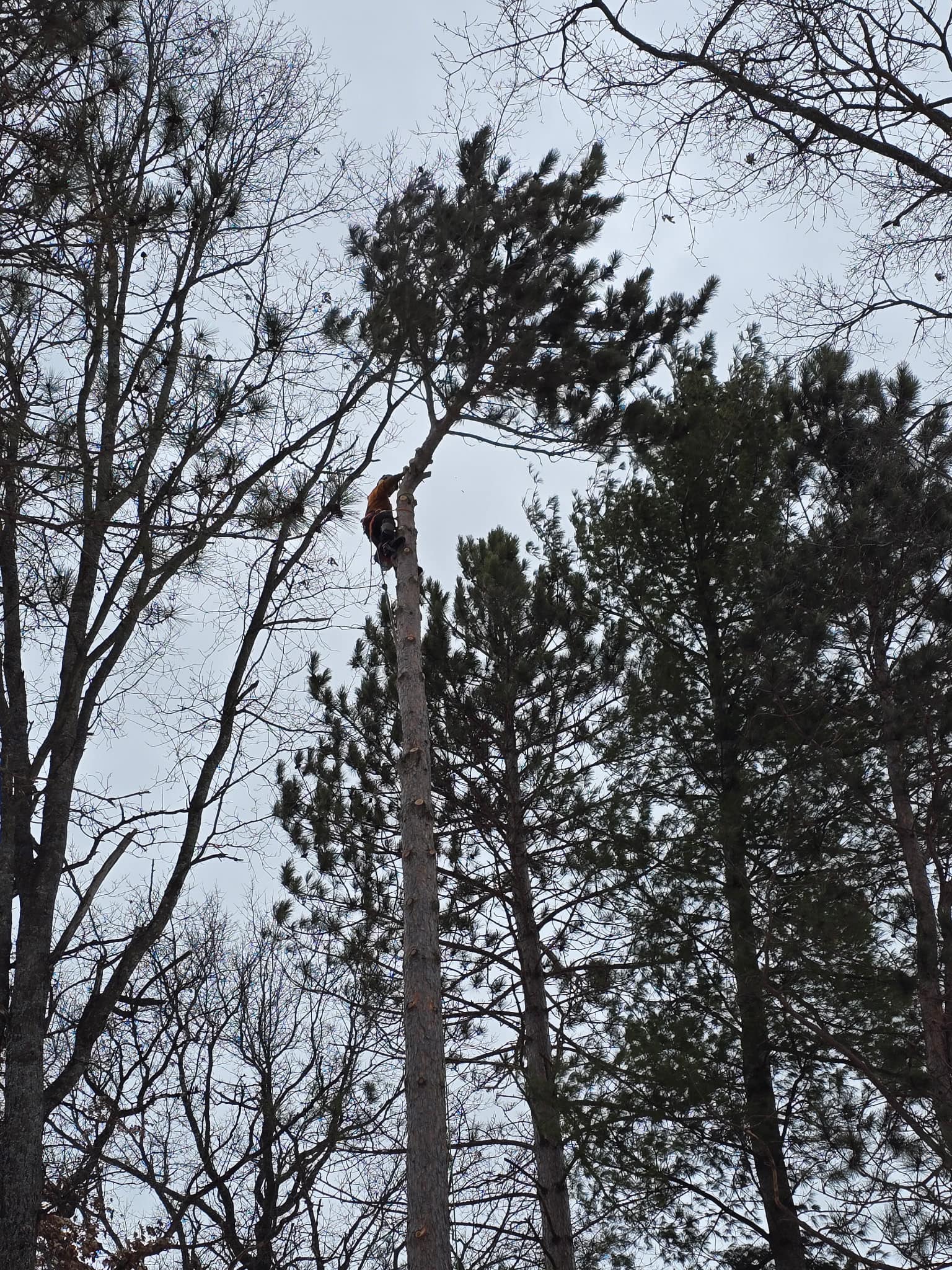 Trimming high branches from a tree