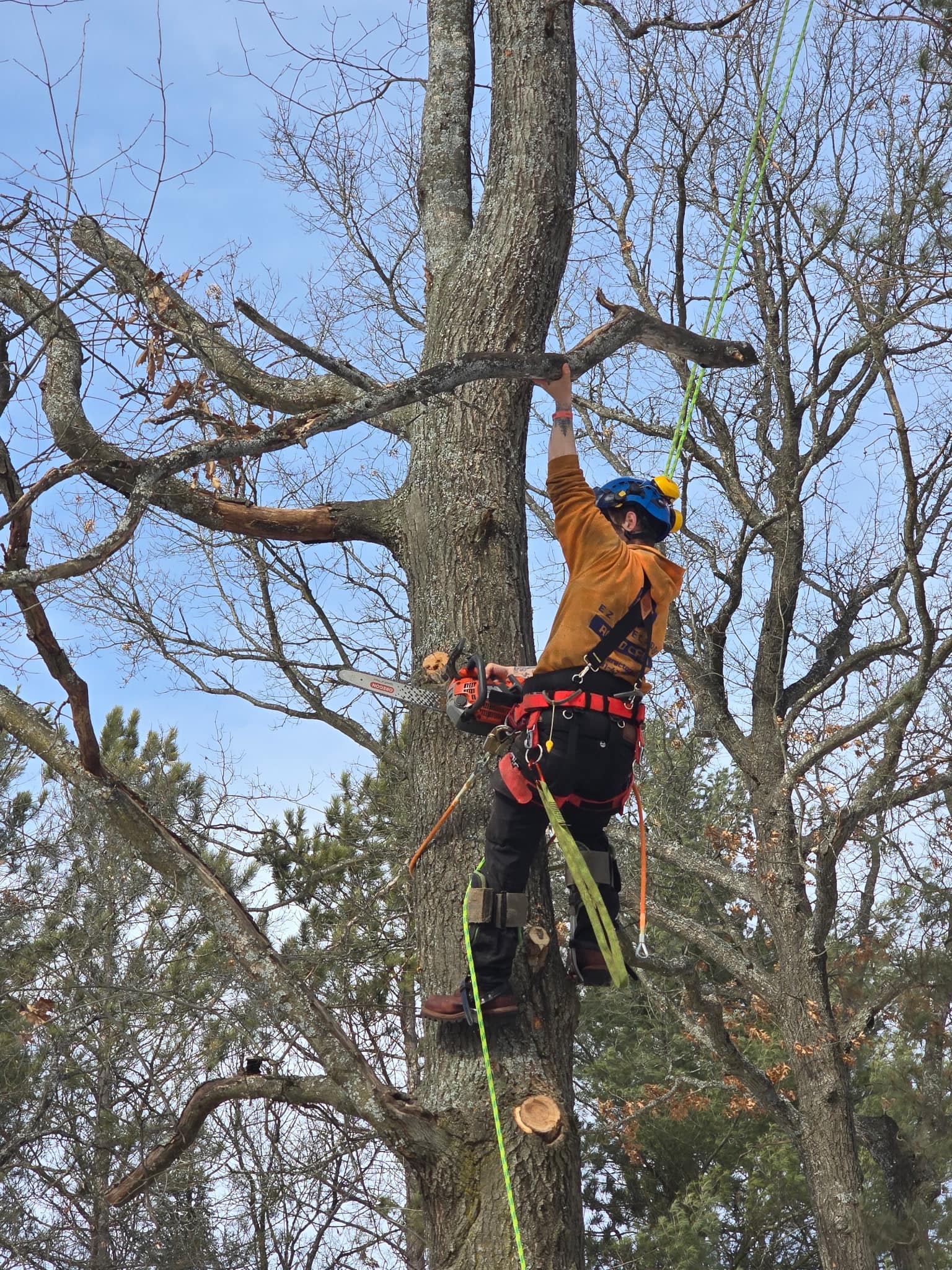 Pruning branches to improve tree health