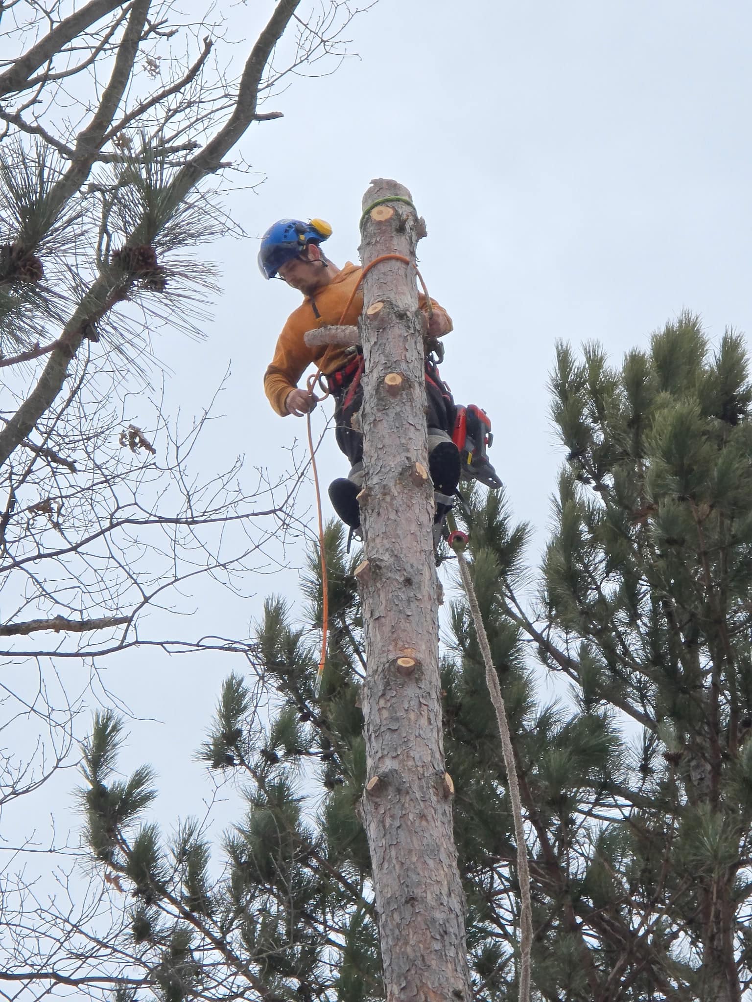 A freshly trimmed and pruned tree