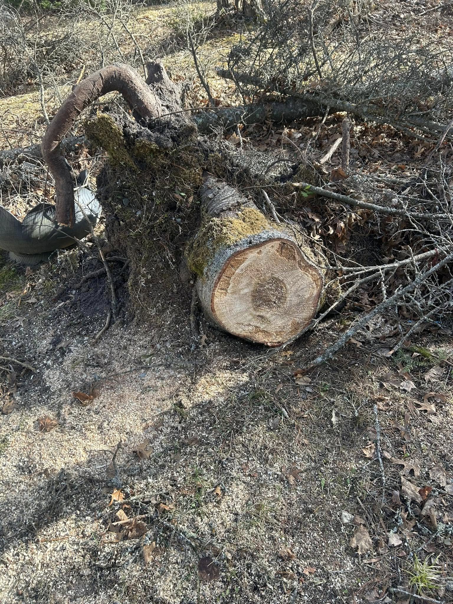 A large tree stump after removal