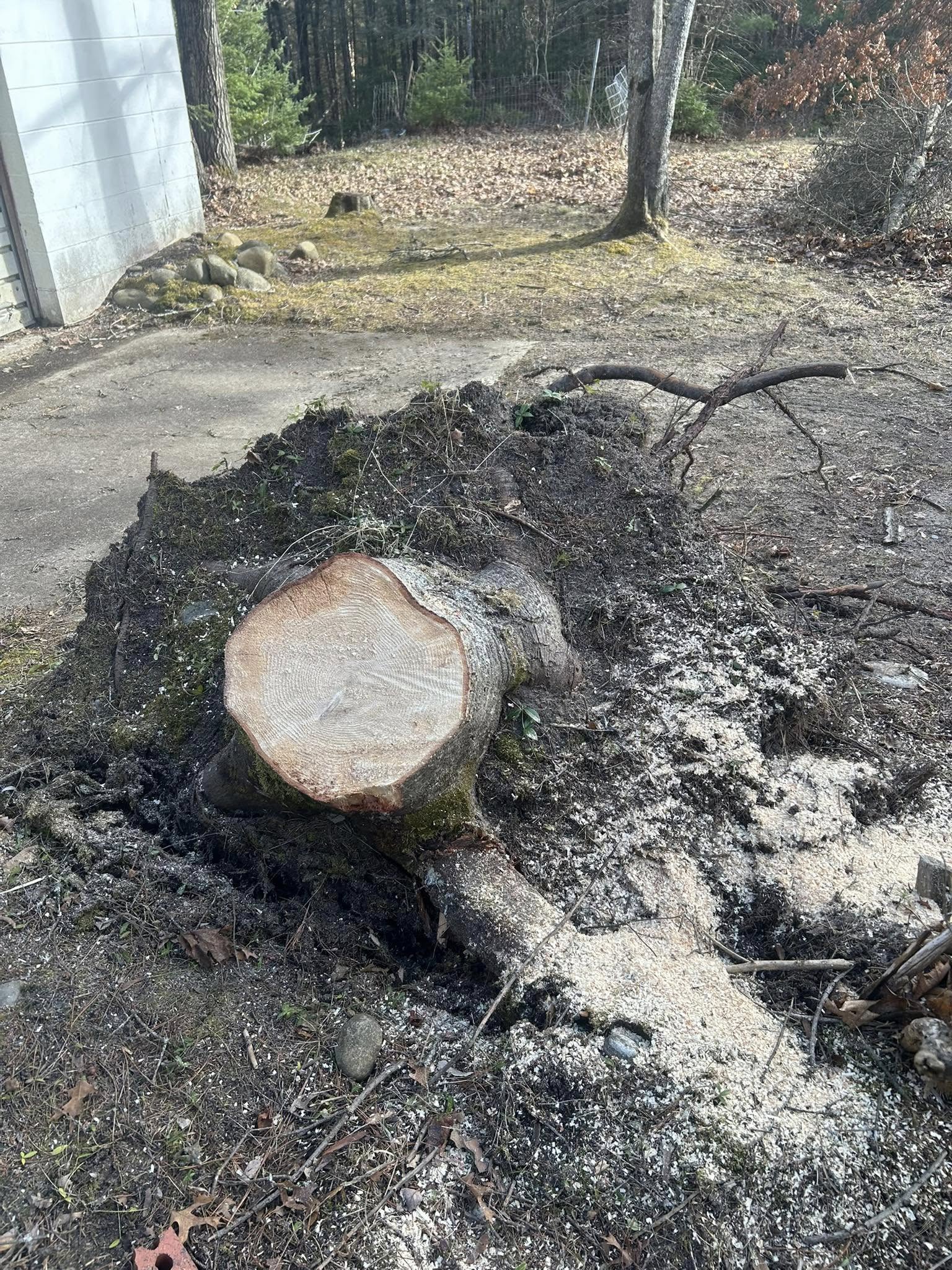 Tree stump halfway removed