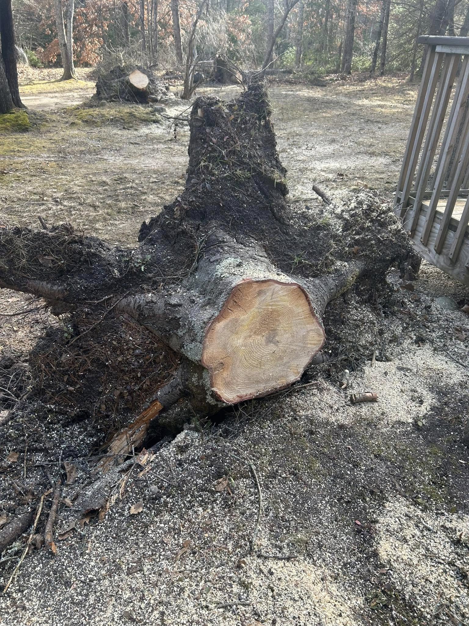 Two tree stumps after being removed