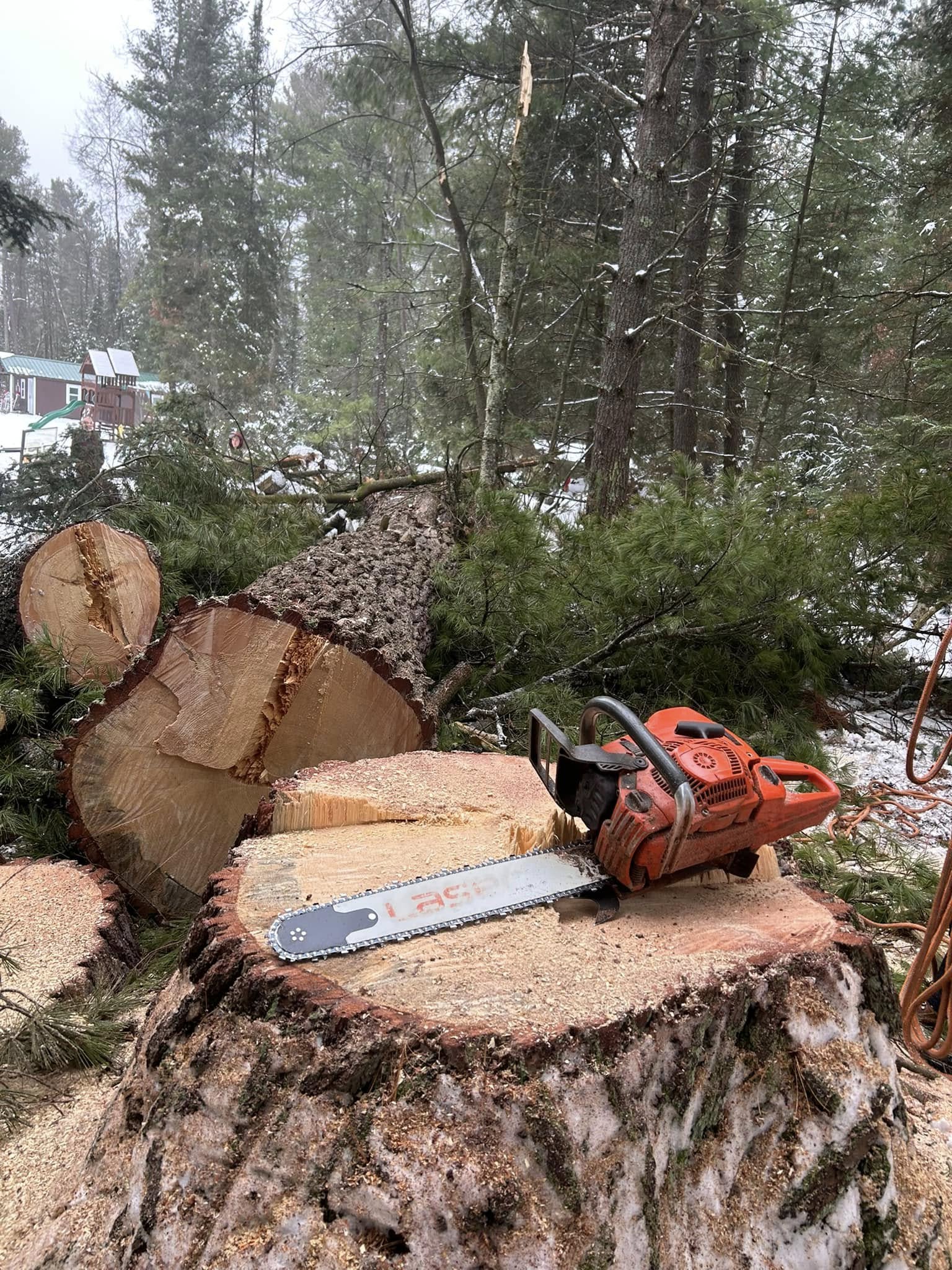 Work equipment resting on the stump of a freshly cut tree