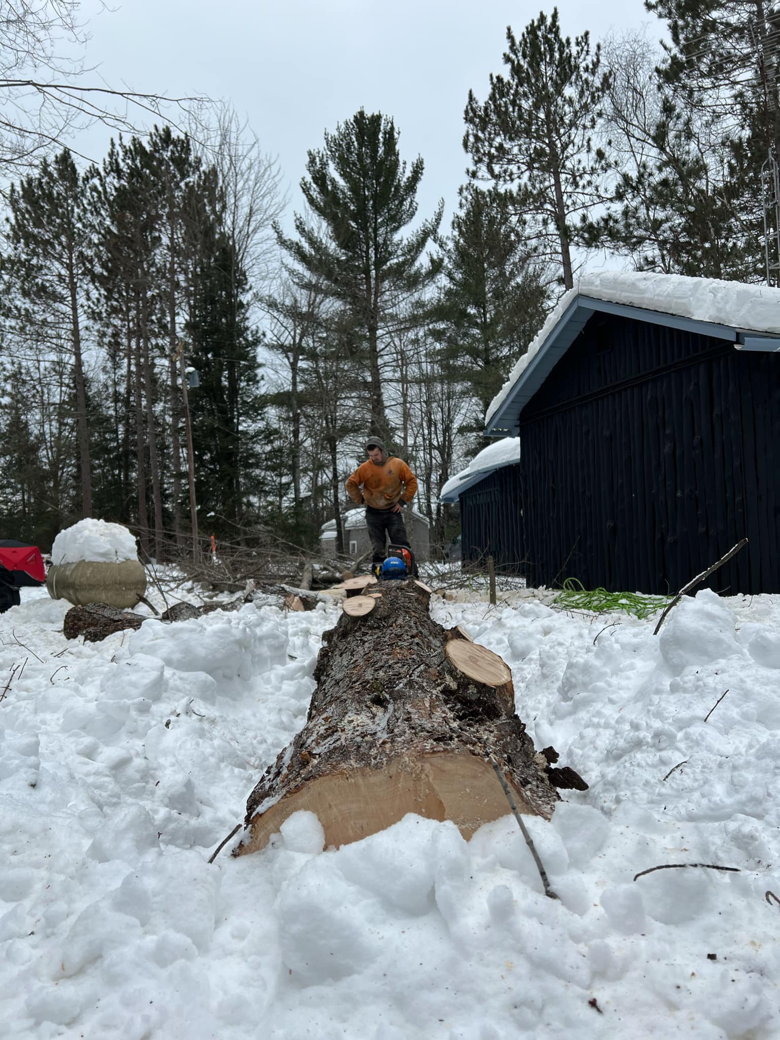 Arborist standing over the log of a freshly cut tree